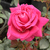 Rózsaszín - Teahibrid rózsa - Görgény